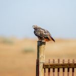 抽搐一进一出gif日本 tkjkz